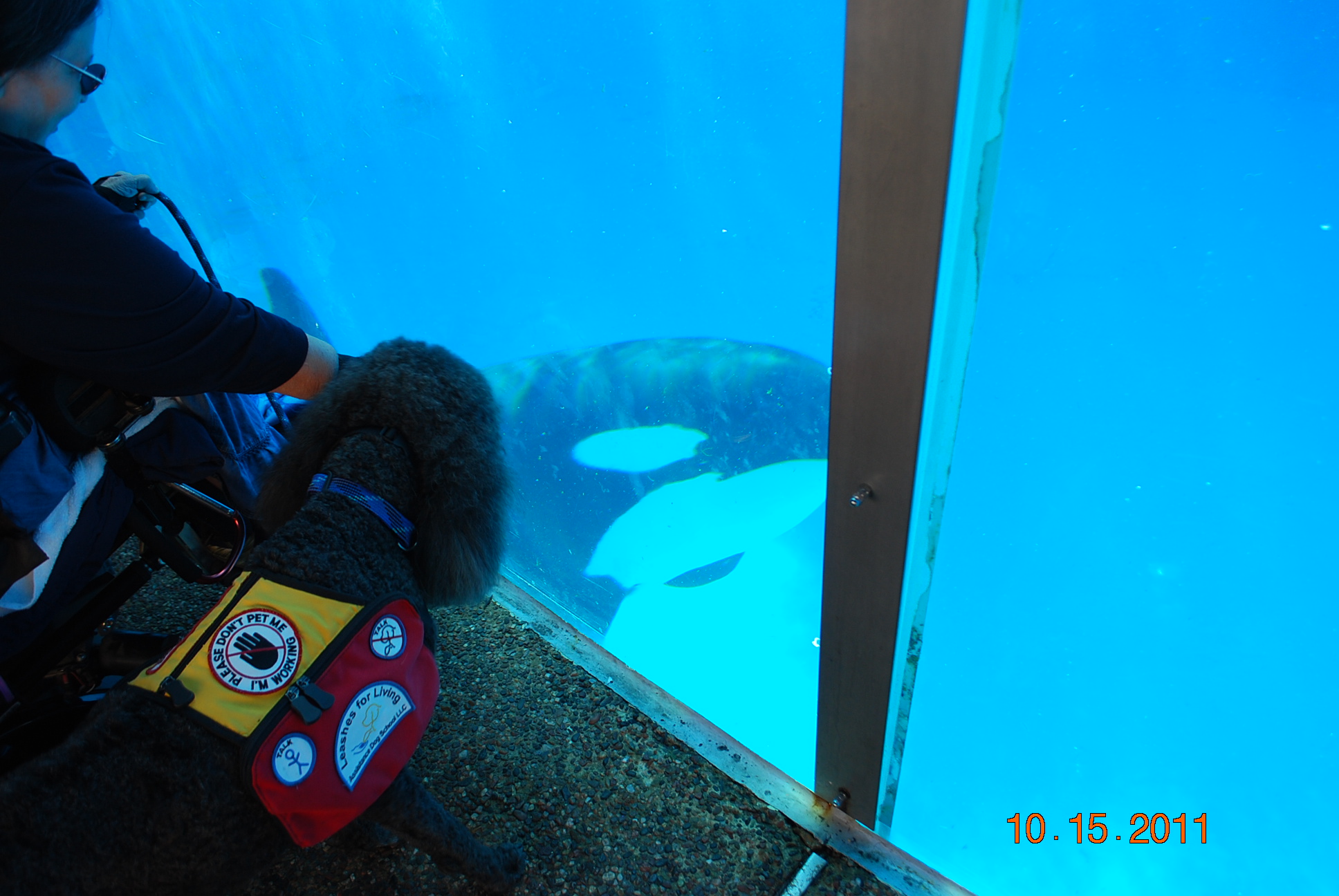 Shamu2.jpg